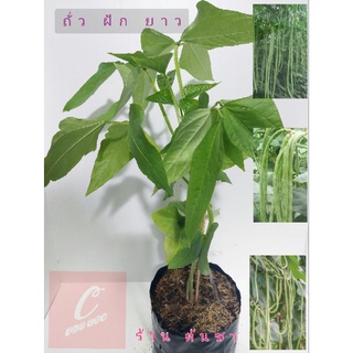 🌈 ต้นถั่วผักยาว พร้อมปลูกได้เลย ปลูกแบบอินทรีย์