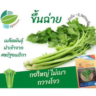 ขึ้นฉ่าย (Chinese​ Celery)​