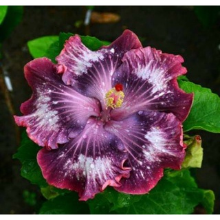 เมล็ดพันธุ์ชบาไต้หวันโรมานซ์  ฟูเชีย(Romance Fuchsia Taiwan Hibiscus Seed)บรรจุ 10 เมล็ด ของแท้ คุณภาพดี นำเข้าจากต่าง