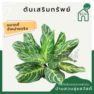เสริมทรัพย์ กระถาง 11 นิ้ว