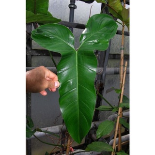 ฟิโลหูม้าหลังแดง (philodendron mexicanum) แรร์ไอเทมจ้า