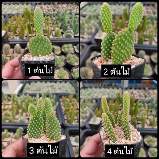 กระบองเพชร แคคตัส (Cactus)  หูกระต่าย (Opuntia Microdasys / Yellow bunny ear)