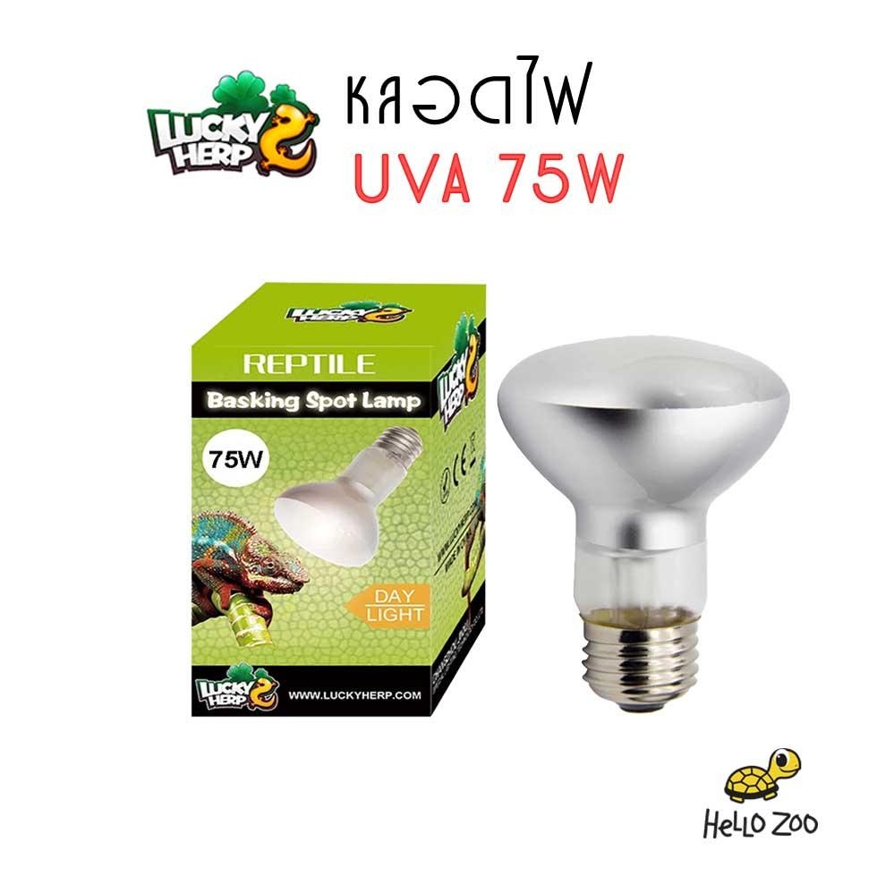 Lucky Herp หลอดไฟ UVA 75W สำหรับกกไฟกลางวัน (กล่องเขียว)