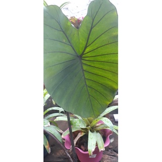 Colocasia blue green  ใบเป็นรูปศรหัวใจ หาค่อนข้างยาก พบในบางพื้นที่ของไทย 💥ตัดใบส่งนะคะ💥