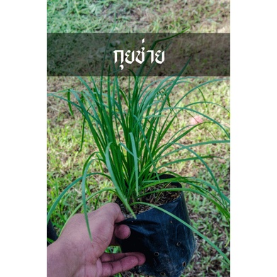 ต้นกุยช่าย หรือ กุ้ยช่าย สมุนไพรดีงามแฝงมาในรูปผักสวนครัว