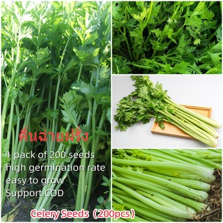 เมล็ดพันธุ์แท้100% อัตราการงอกสูง 200 แคปซูลต่อแพ็ค Celery Seedsในสต็อกในประเทศไทย มีคุณค่าทางโภชนาการสูง