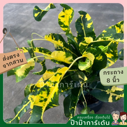 มุมมอง 2