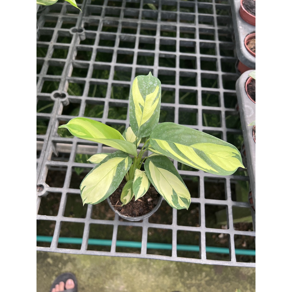 มุมมอง 2