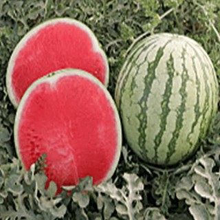 เมล็ดพันธุ์ แตงโมไร้เมล็ด แตงโมไม่มีเมล็ด เนื้อสีแดง (WATERMELON) บรรจุ 10 เมล็ด