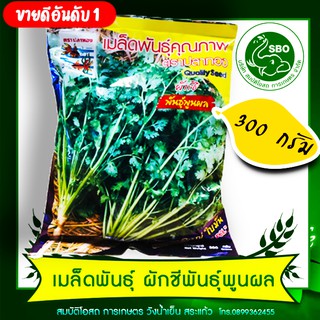 เมล็ดพันธุ์ผักชีพูนผล 300g ตราปลาทอง /ผักชีปลาทอง