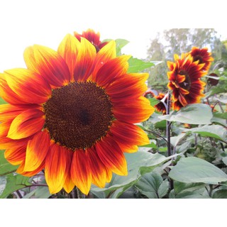 เมล็ดพันธุ์ดอกไม้ ดอกทานตะวันแคระ สีแดง Red Sun Flower ออกดอกเร็ว ดอกใหญ่ ปลูกง่าย 30/1แพค(SSF02.10) พร้อมส่ง