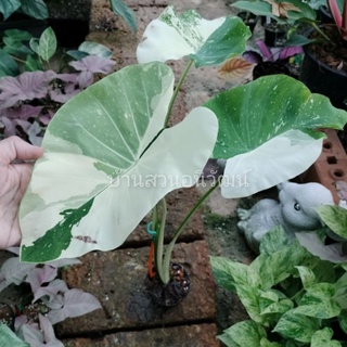 (ชำแล้วส่งทั้งกระถาง) โคโลคาเซียมิวกี้เวย์ Colocasia Milky Way ด่างลายนม เลือกต้นได้