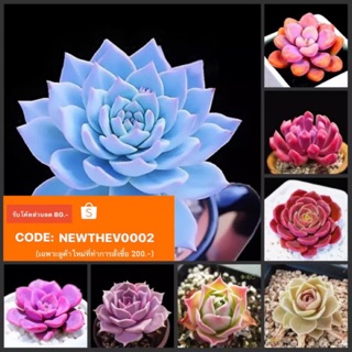 ซื้อ1แถม1 เมล็ดทุกรายการ เมล็ดพันธ์ุ”ไม้อวบน้ำ” (Succulents) 50-100เมล็ด🌺