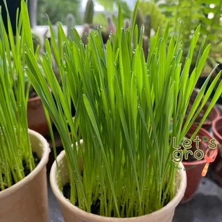 [หญ้าแมว] ชุดพร้อมปลูกต้นอ่อนข้าวสาลี Let’s grow📌📌ลดราคาพิเศษ 🎉พร้อมโค้ดส่วนลด‼️