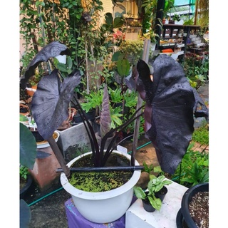 colocasia black coral (โคโลคาเซิยแบล็คโครอล)