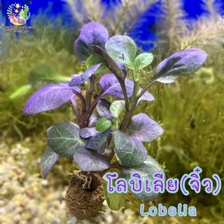 โลบิเลีย(จิ๋ว) Lobeli🌱