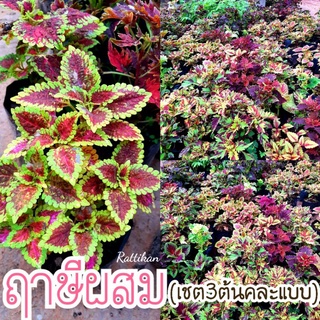 ฤาษีผสม🌱เชต3ต้น100บาทคละแบบคละสี พร้อมส่ง(รับประกันสินค้าชำรุดเสียหาย)