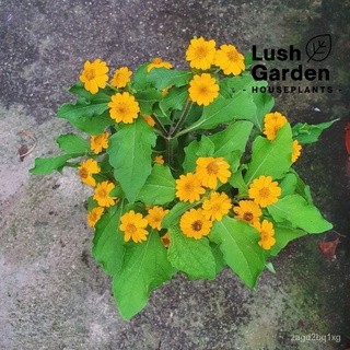 Melampodium/ Mini Sunflower จักรพรรดิเหลืองดอกเบญจมาศ Polybag Outdoor Live Plant Pokok Bunga Hiasan [Lush Garden]文胸/seed