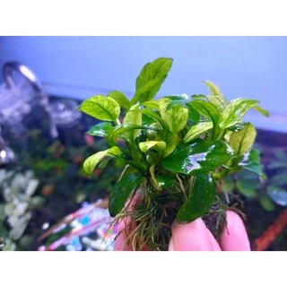 anubias Nana pinto, nana white ใบน้ำ 💯% ตัดยอดจากต้นแม่มาขาย
