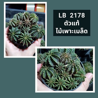 ต้น LB2178 ตัวแท้100% ไม้เมล็ด มีหลายขนาด สวยทุกต้น