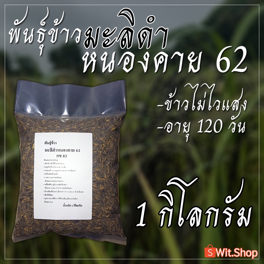 พันธุ์ข้าว มะลิดำหนองคาย 62 กข83 ขนาด 5 กก.สำหรับทดลองปลูกในวงบ่อเพื่อศึกษา