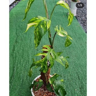 ☘️Epipremnum Pinnatum Yellow Flame No.1 (อิพิลายไฟ No.1)