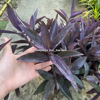 หัวใจสีม่วง ว่านกาบหอย ตัดกิ่งสด ขายเป็นชุด ได้10กิ่ง ตัดสดจากสวนก่อนส่ง