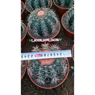 Melocactus_amoenus_Pfeiff(ไม้นำเข้า)13-14cm(หัวใหญ่)