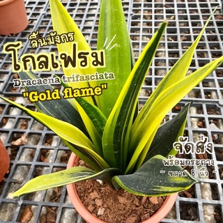 ต้นลิ้นมังกรโกลเฟรม ( Dracaena trifasciata "Gold flame" )  กระถาง 8 นิ้ว ต้นไม้มงคล ต้นไม้ฟอกอากาศ