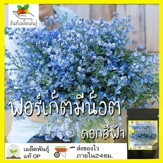 เมล็ดพันธุ์ ชุดดอกฟอร์เก็ตมีน็อต ดอกไม้แห่งความรัก ขายดีที่สุด ปลูกง่าย โตไว พร้อมส่ง ฟอร์เก็ตมีน็อต/พันธุ์แอฟริกา/สีฟ้า