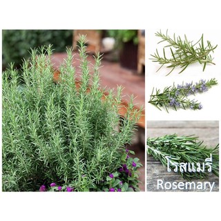 เมล็ดพันธุ์ โรสแมรี่ - Rosemary Seed  บรรจุ 20 เมล็ด