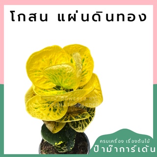 โกสน แผ่นดินทอง พร้อมกระถาง