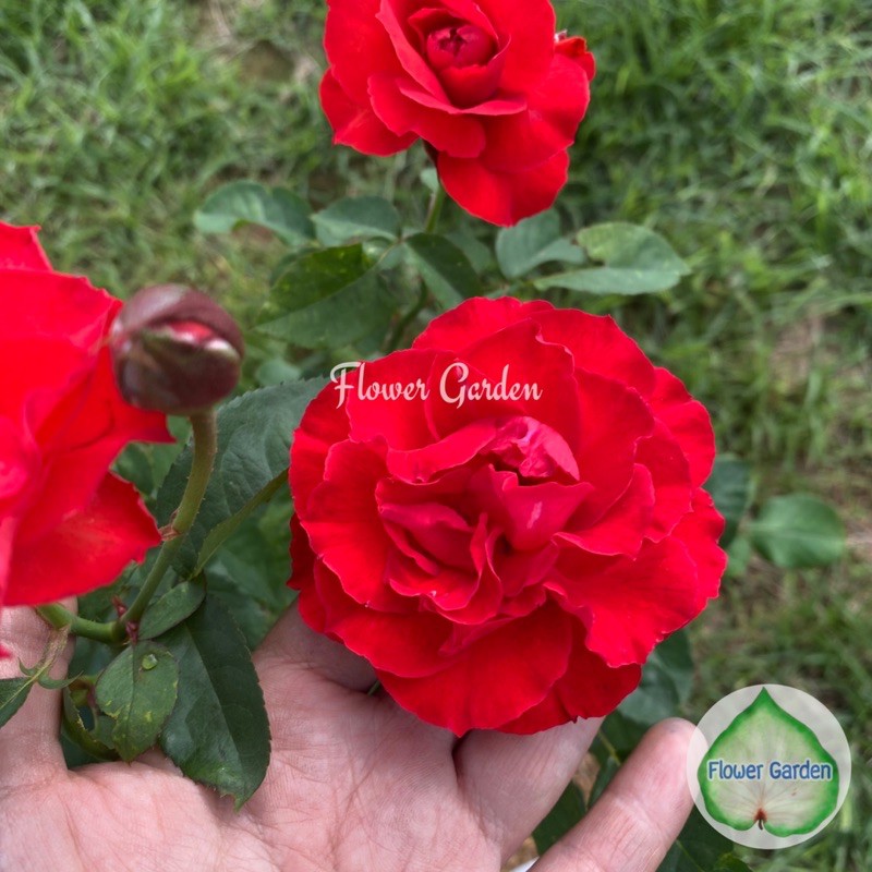 F475 กุหลาบ Fusilieir ฟูซีเลีย สีแดงสด อมส้ม ทรงพุ่มเตี้ย กลีบหนา เลี้ยงง่าย ออกดอกเก่ง ถุงใหญ่ 5.5*11 นิ้ว