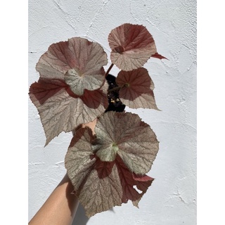 บีโกเนีย begonia mirage ใบเงินหลังแดง กระถาง 4 นิ้วจัดส่วตามภาพ ทักแชทดูภาพเพิ่มเติมได้ค่ะ