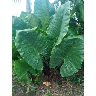 บอนก้านดำ ออดิบดำ Colocasia ส่งเป็นหน่อตัดใบ 89 บาท. ต้นสูงได้ 2-3 ม.ใบสีเขียวมรกตเงาวาว