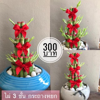 Mini Plant ไผ่ 3 ชั้น กระถางหยก