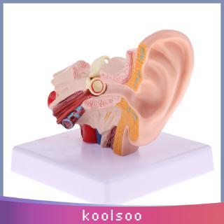 Human Professional Desktop Ear Joint Simulation Model (Outer, Middle, Inner Ear ) Medical Anatomy Model, 1.5 Times Lifesize