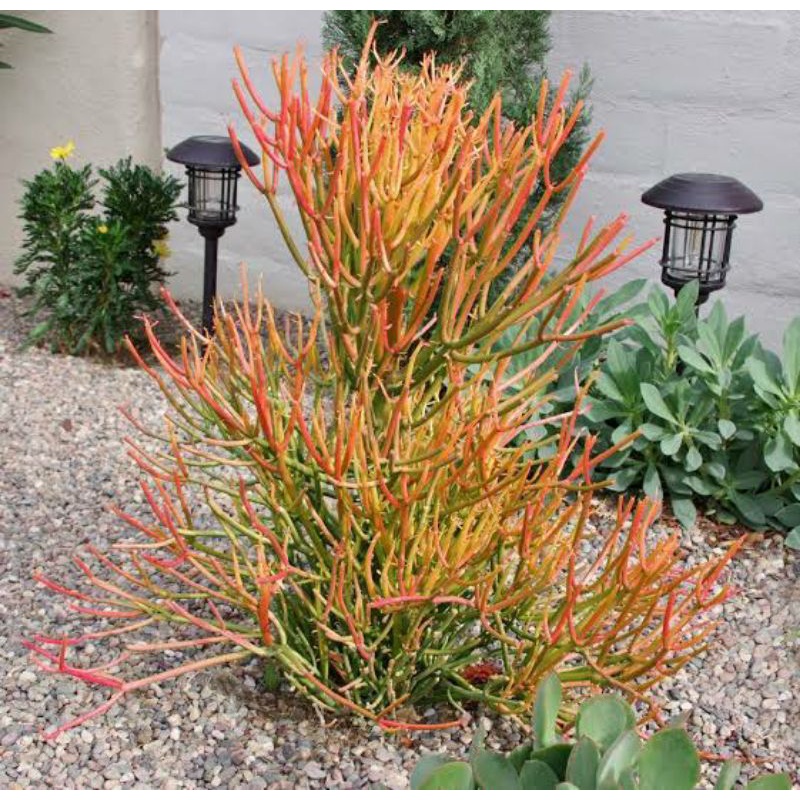 ต้นพญาไร้ใบ ต้นพญาไร้ใบญี่ปุ่น ต้นพญาไร้ใบทอง ต้นสีแดง Euphorbia Firestick (กิ่งตัดสด ปักชำง่าย 1 ชุด = 3 กิ่ง) - รูปที่ 2