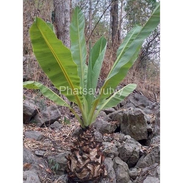 กล้วยผาแดง กล้วยหายาก ลำต้นอวบ ทรงสวย ใช้จัดสวนสวยมากๆ - รูปที่ 2