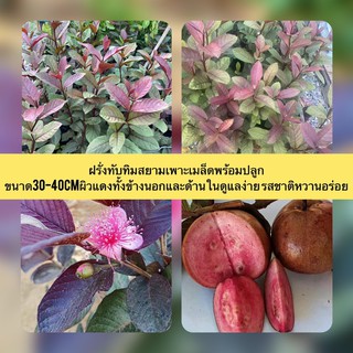 ฝรั่งทับทิมสยามเพาะเมล็ดพร้อมปลูก ขนาด30-40cmผิวแดงทั้งข้างนอกและด้านในดูแลง่าย รสชาติหวานอร่อย
