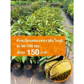 ต้นทุเรียนหมอนทอง (ต้นใหญ่) ต้นละ 150 บาท (ชุด 10 ต้น)