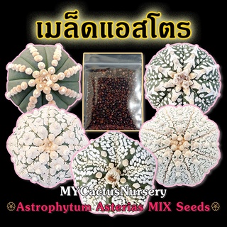 เมล็ดแอสโตรไฟตัมแอสทีเรียส Astrophytum Asterias MIX Seeds เมล็ดแอสโตร เมล็ดแอสโตรไฟตัม Astro Seeds แอสโตรไฟตัมแอสทีเรียส