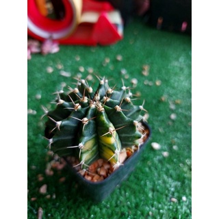 🌵 (G8)ยิมโนด่าง เเคสตัสสีสวย🌵