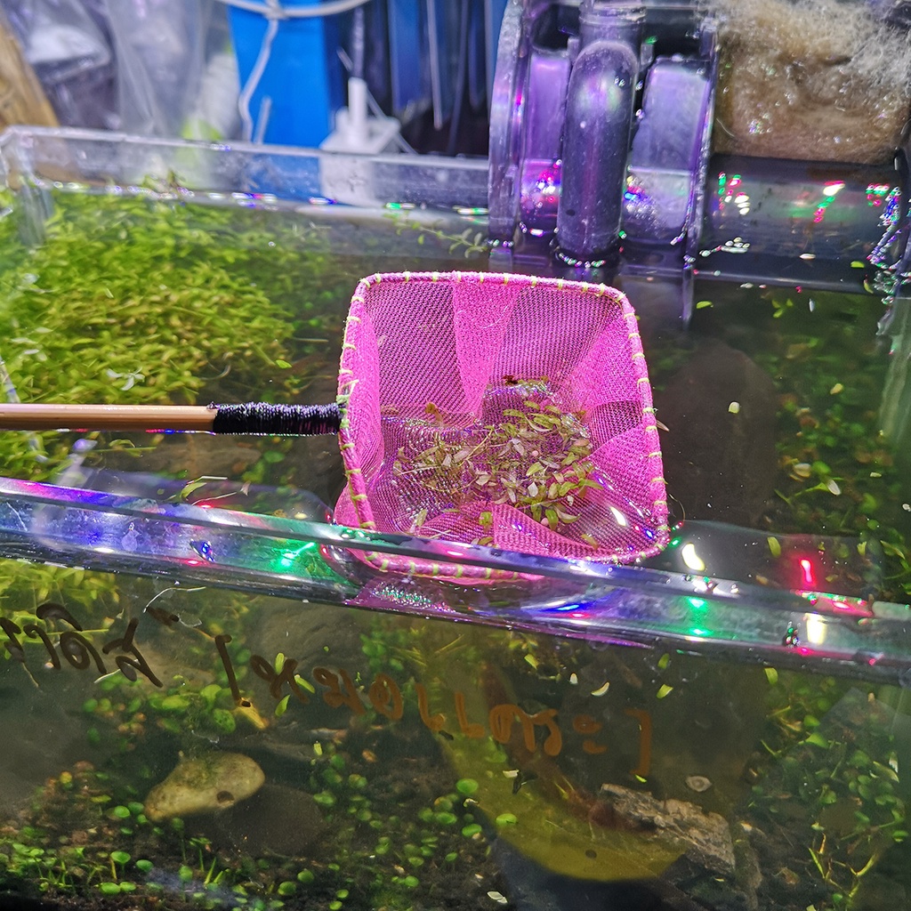 กระชอนเหลี่ยม ตักกุ้ง-ปลาจิ๋ว 2นิ้ว ด้ามไม้ไผ่ - รูปที่ 2