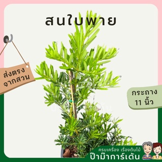 สนใบพาย ส่งพร้อมกระถาง 11 นิ้ว