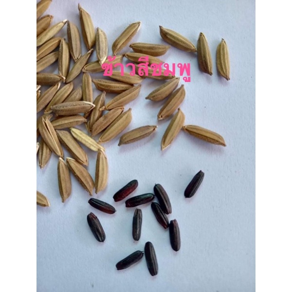 เมล็ดพันธุ์ข้าวสีชมพูแท้100%ชุดละ10 กรัม350-500เมล็ด 119บาทรับ ค่ะ - รูปที่ 3