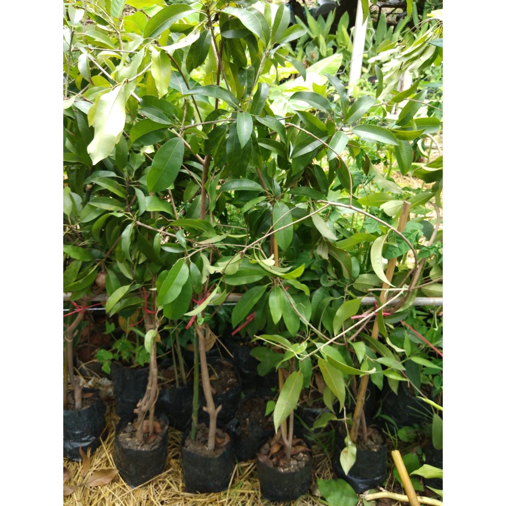 ละมุดกิ่งตอน ละมุดโบราณพันธุ์มะกอกหวานมาก หวานกรอบ กิ่งตอนสูงอย่างน้อย80 ซม.กิ่งละ145 บาท