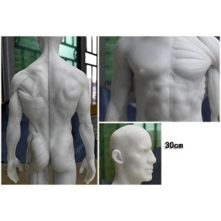 โมเดลหุ่นอนาโตมี่ หุ่นแสดงกล้ามเนื้อ ชาย หญิง Human Body Muscle Anatomical Model Medical Teaching Anatomy Model 30cm