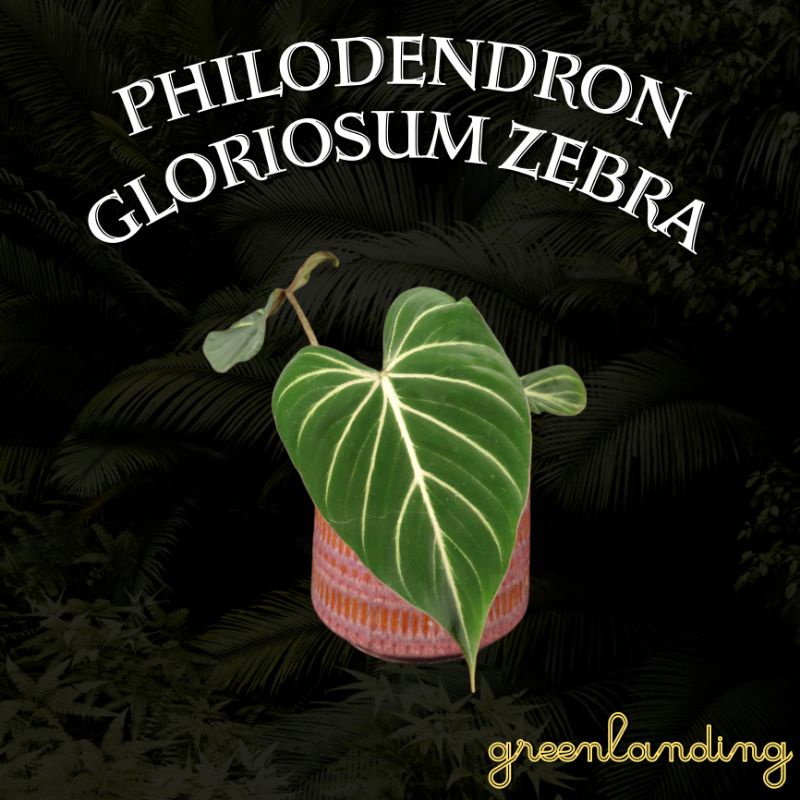 Philodendron Gloriosum Zebra