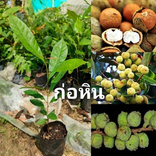 ก่อหิน,ก่ออีสาน,เกาลัดอีสาน,ไม้ป่าหายากใกล้สูญพันธุ์